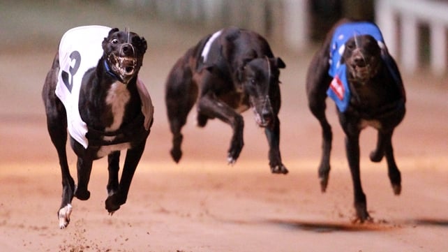 IGB to host first live Greyhound forum