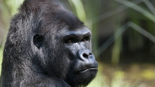 Great Ape - Ugandapithecus Major is a remote cousin Great Ape - Ugandapithecus Major is a remote cousin