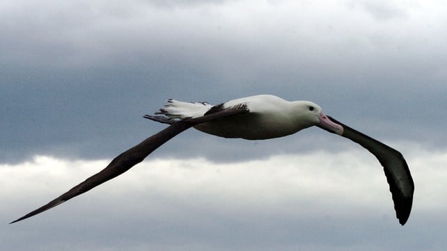 Albatross - If it flew, the giant bird would have had a greater wingspan than the albatross Albatross - If it flew, the giant bird would have had a greater wingspan than the albatross
