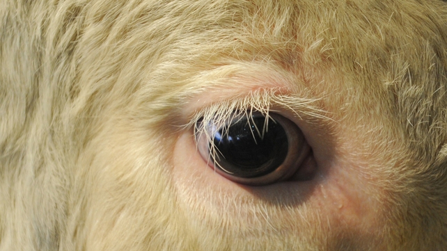 Cow - Shooting would be a last resort Cow - Shooting would be a last resort