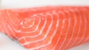 Salmon