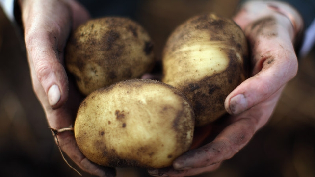 No more than two hectares of potatoes will be planted No more than two hectares of potatoes will be planted