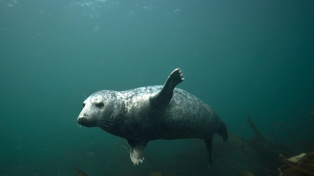 Seals are protected under national and European law Seals are protected under national and European law
