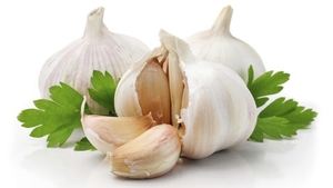 Garlic