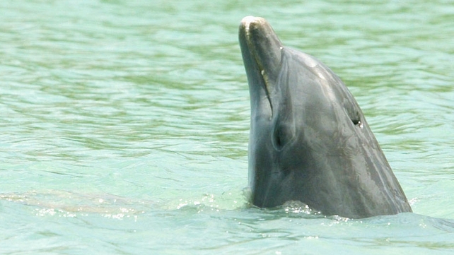 It is IWDG policy to discourage people from swimming with whales and dolphins in Ireland It is IWDG policy to discourage people from swimming with whales and dolphins in Ireland