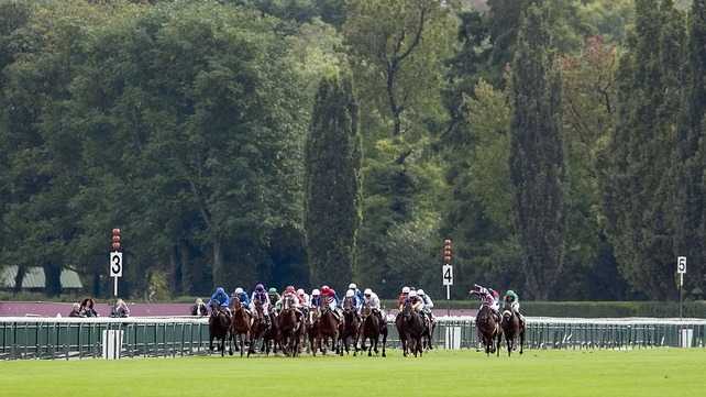 bois de arc