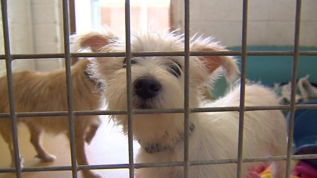 Simon Coveney said the plan would help protect dogs Simon Coveney said the plan would help protect dogs
