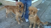 Calls for mandatory microchips for dogs Calls for mandatory microchips for dogs