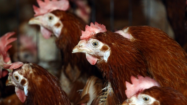 EU directive means that 100k hens had to be slaughtered early EU directive means that 100k hens had to be slaughtered early