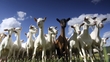 Goat's Milk