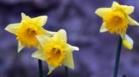 Supermarkets warned over daffodil poisoning Supermarkets warned over daffodil poisoning