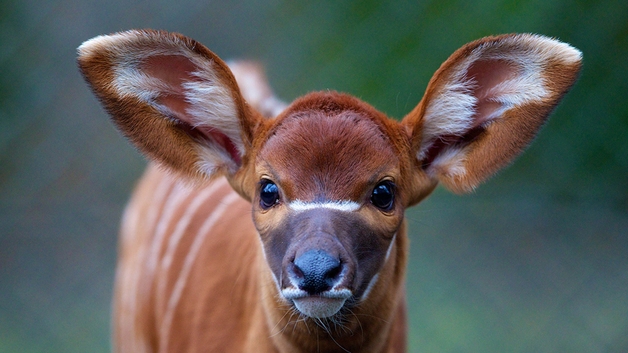 Dublin Zoo celebrates new