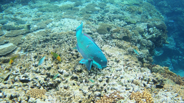 Two US fighter jets have dropped four unarmed bombs on Australia's Great Barrier Reef Two US fighter jets have dropped four unarmed bombs on Australia's Great Barrier Reef