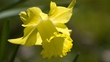 Daffodil Day