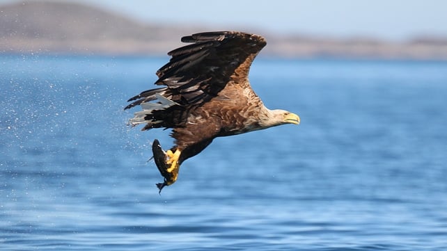 White-tailed sea eagles are a protected species under law White-tailed sea eagles are a protected species under law