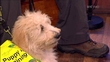 Dog for Disabled Son