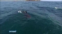 Six One News: Basking shark spotted in Dún Laoghaire Harbour Six One News: Basking shark spotted in Dún Laoghaire Harbour