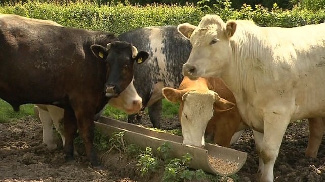 The IFA has also accused meat factories of using the bad weather to reduce current prices The IFA has also accused meat factories of using the bad weather to reduce current prices