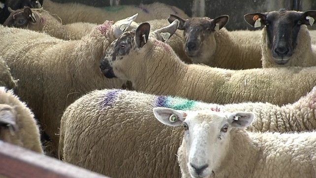 The attack happened on a farm near Castlerea The attack happened on a farm near Castlerea