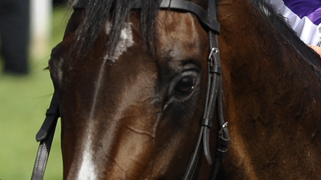 Joseph O'Brien called Camelot a 'very special horse'