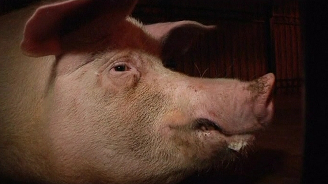 Pigs are shot by marksmen to replicate battlefield wounds Pigs are shot by marksmen to replicate battlefield wounds
