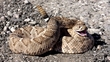 Bathroom Snake In Drumcondra