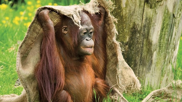 Borneo is home to 90% of the world's orang-utan population