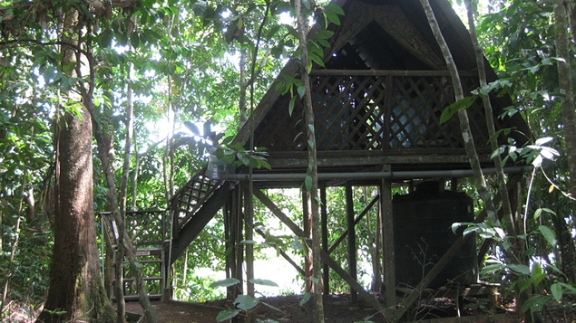 The jungle hut