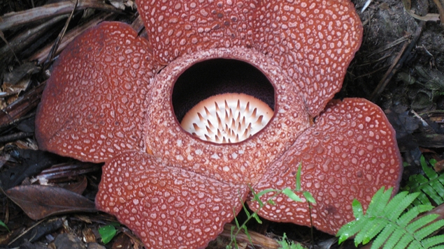 The Rafflesia