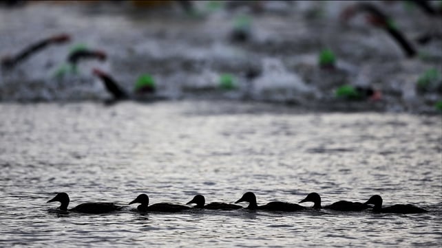 All their ducks in a row: one team had a distinct advantage in the swimming phase of the triathlon