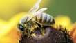 The death of the Irish bee