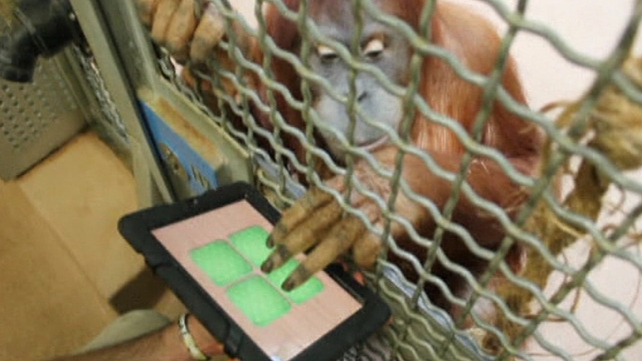 The program aims to stimulate the primates The program aims to stimulate the primates