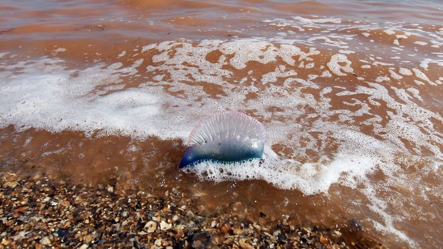 Portuguese man-of-war warnings in Munster Portuguese man-of-war warnings in Munster