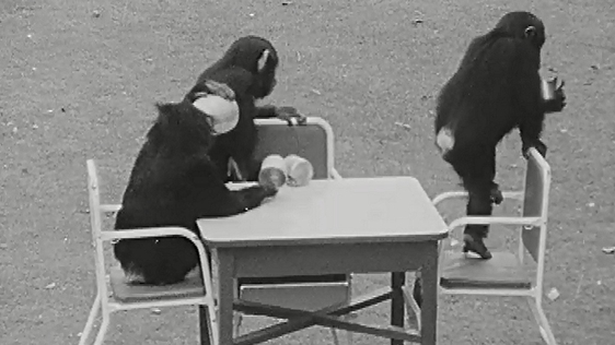 Chimpanzee Tea Party from the programme 'Zoofari' broadcast on 6 September 1965.