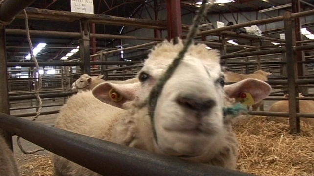 Cattle and sheep production a vital driver in the Irish economy Cattle and sheep production a vital driver in the Irish economy