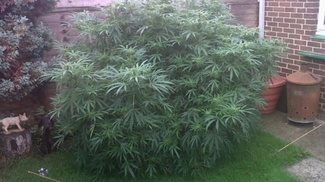 Police tweeted this picture of the plant Police tweeted this picture of the plant