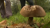 Warning issued over poisonous wild mushrooms Warning issued over poisonous wild mushrooms