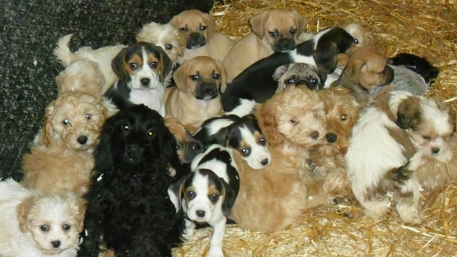 Puppies were found in a van at Dublin Port Puppies were found in a van at Dublin Port