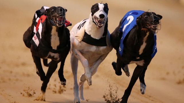 The Irish Greyhound Derby final is on at Shelbourne Park this evening