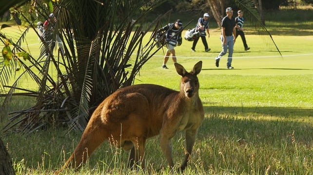 Aaron Townsend of New South Wales walks past a kangaroo