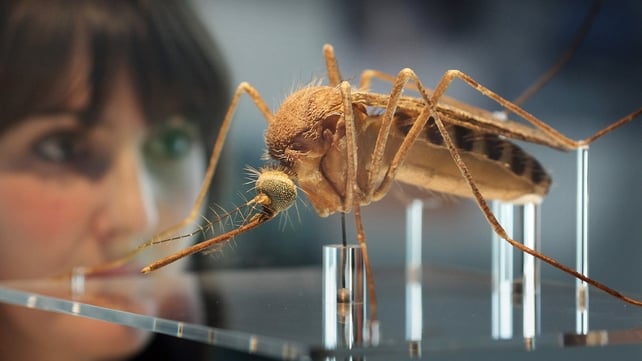 This year's death toll from West Nile Virus stood at 16 on 11 October This year's death toll from West Nile Virus stood at 16 on 11 October