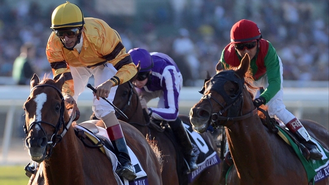 Animal Kingdom (red cap) was a strong-finishing second behind Wise Dan (yellow) in the Breeders' Cup Mile