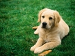 Micro-chipping of Dogs