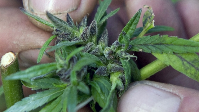 The possession and sale of marijuana remains a federal offence The possession and sale of marijuana remains a federal offence