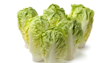 Green Salad Green Salad