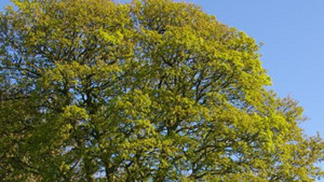 Disease was identified in imported saplings at five sites in Northern Ireland Disease was identified in imported saplings at five sites in Northern Ireland