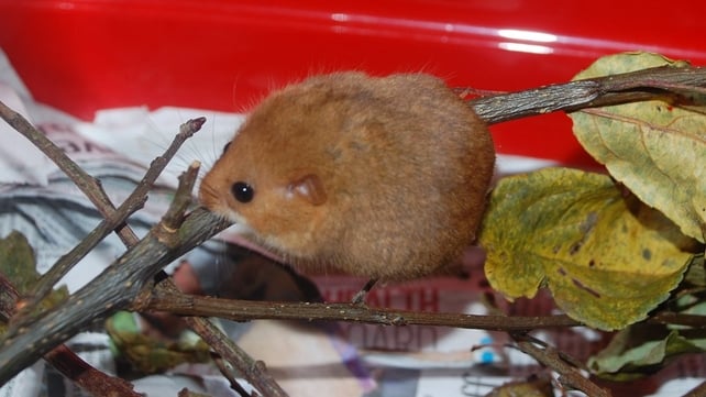 Dormouse was found in a treehouse in Co Kildare Dormouse was found in a treehouse in Co Kildare