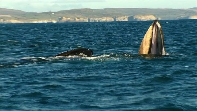 Humpback whales feeding off Balitmore Harbour in west Cork