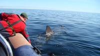 Shark tagged off Donegal now tracked off Africa Shark tagged off Donegal now tracked off Africa
