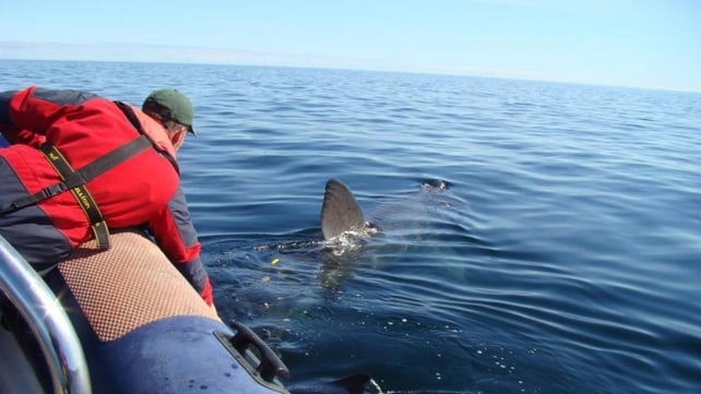 The Irish Basking Shark Study Group describe Banba's movements as "highly unusual" The Irish Basking Shark Study Group describe Banba's movements as "highly unusual"